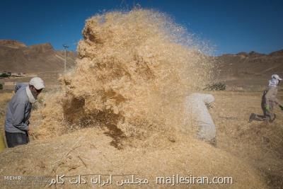 انتقاد از اقدام غیرقانونی دولت در اصلاح نرخ گندم