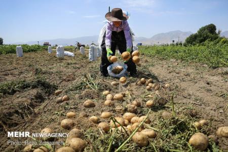 فراهم شدن صادرات10هزار تن محصول سیب زمینی كشاورزان آذربایجان شرقی