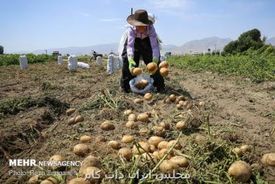 فراهم شدن صادرات10هزار تن محصول سیب زمینی كشاورزان آذربایجان شرقی